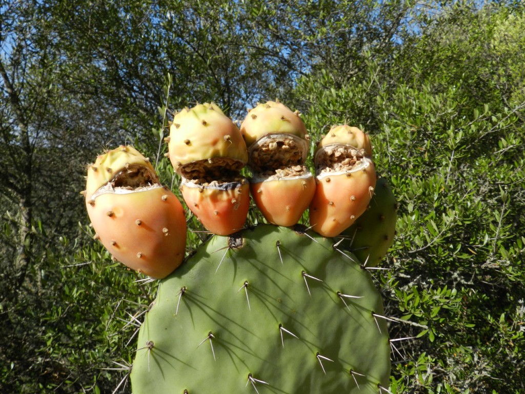 Cactus Quartett del Flumendosa