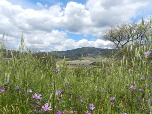 Wiese am Lago Lerno