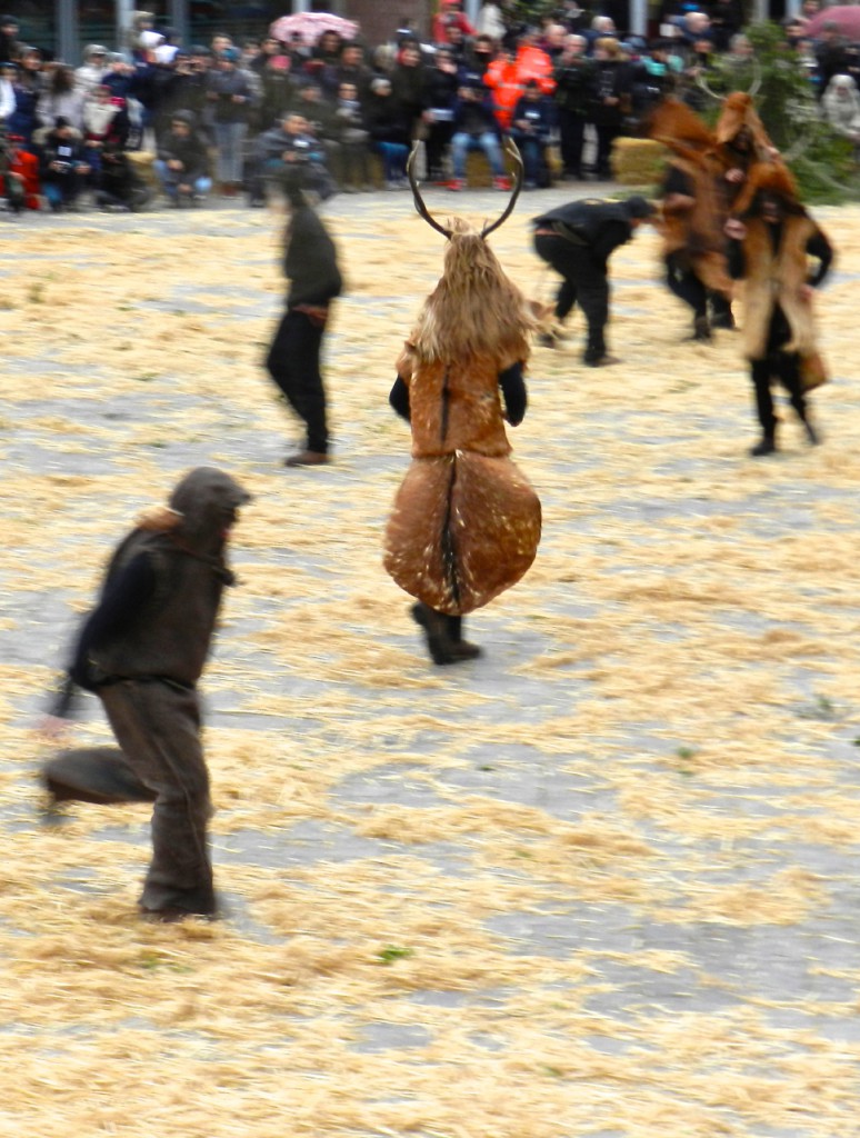 Hunde jagen Hirsche