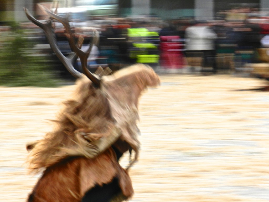 Cerbu auf der Flucht ...