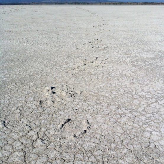 Sommer = Trockenheit und Hitze auf Sardinien (hier: Stagno Porcus Sale auf der Sinis-Halbinsel)
