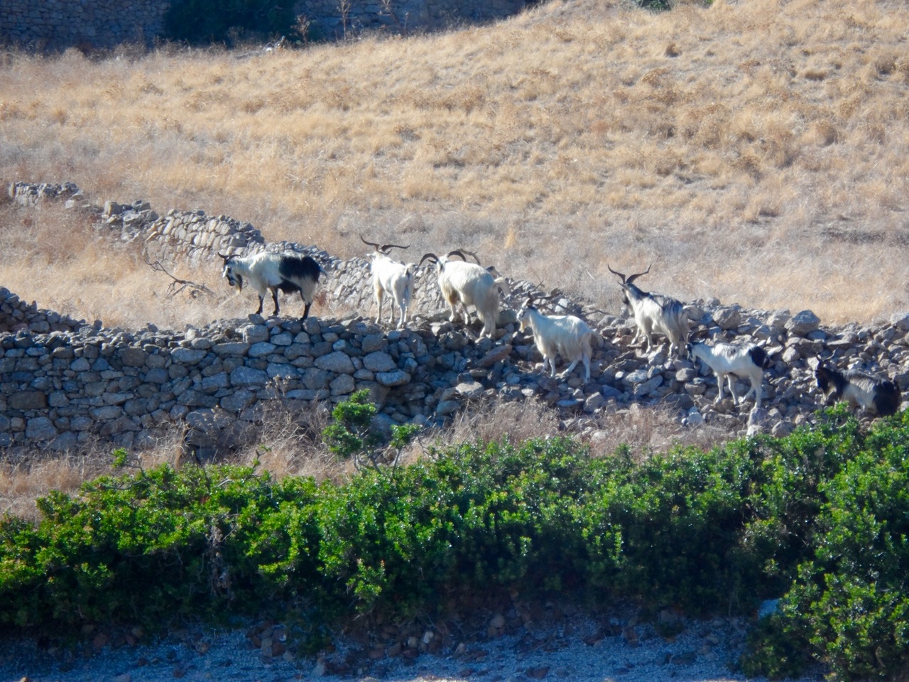 Vom Strategischen Seeposten Zum Touristischen Traumziel Sardiniens Besatzergeschichte Pecora Nera Reiseblog Und Reisefuhrer Aus Sardinien