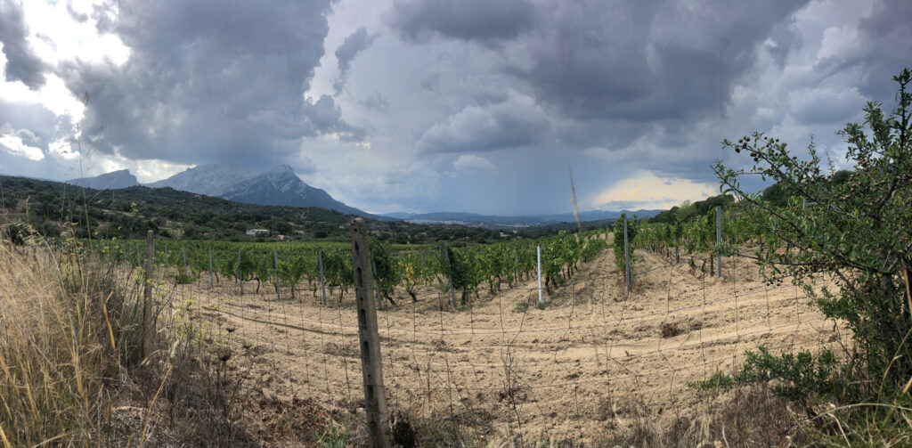 Panoramablick über die Weinhänge zum Corrasi