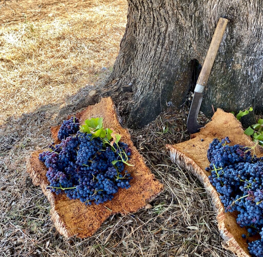 Weinernte in Arzana – natürlich und nachhaltig 