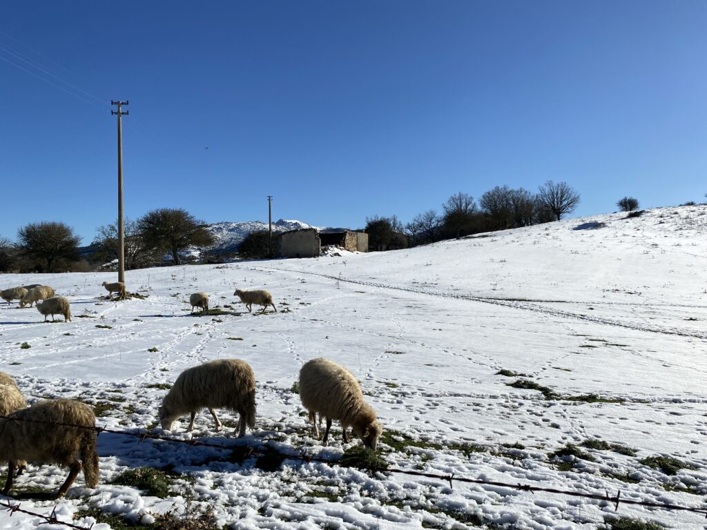 Schafhaltung und Landwirtschaft im Winter – auf Sardinien extra schwierig