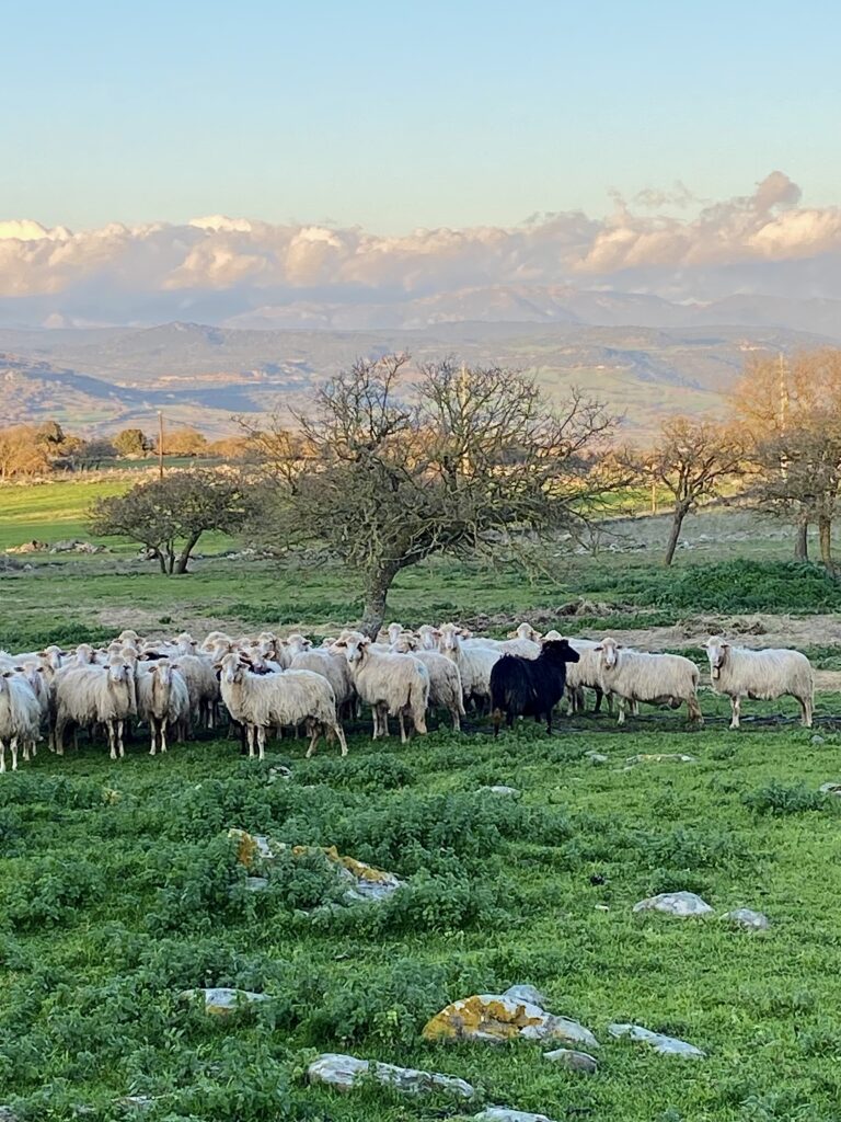 Schafe auf der Giara di Serri