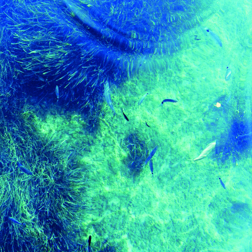 Lebensraum Posidonia: ein junges Neptunsgras-Feld mit Fischen
